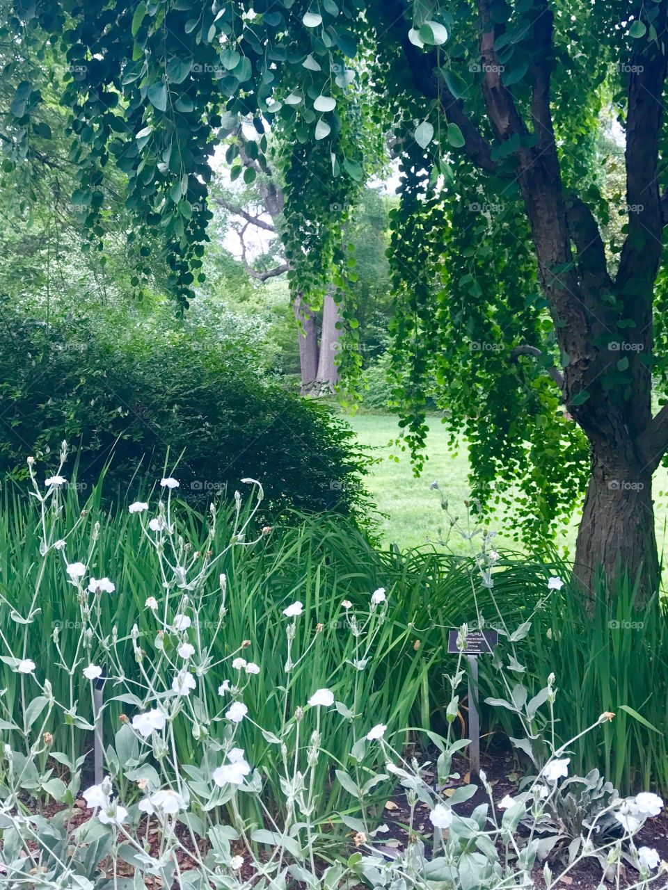 White flowers Green Trees