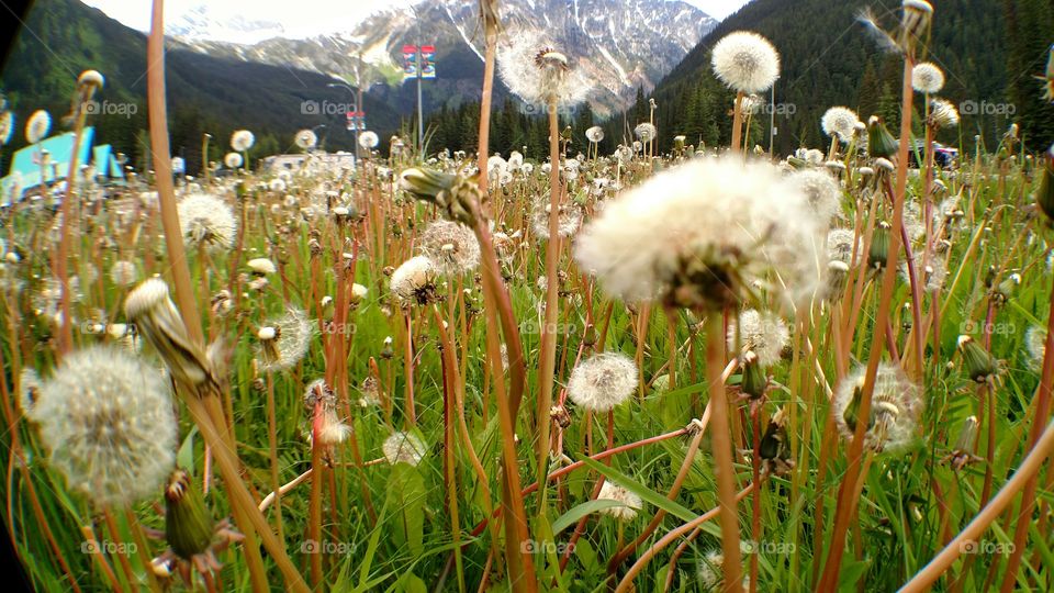 Dandelion Patch