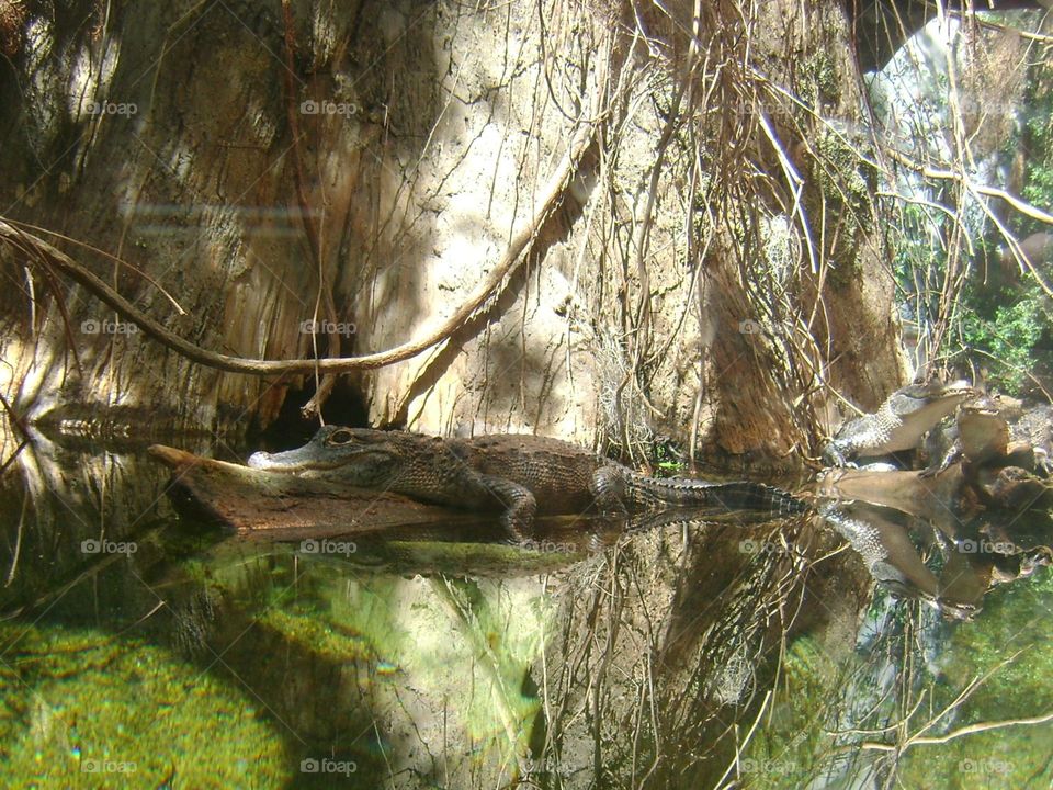 alligator habitat in La