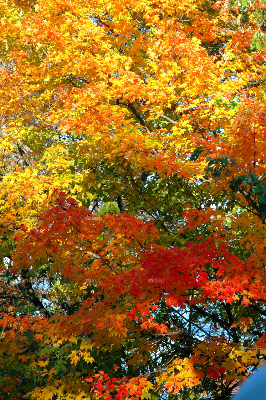 Autumn is my favorite time of year! It is a transition between summer and winter. The weather is unpredictable, and in some areas the tree leaves turn into the most fantastic orange, red, yellow, and golden brown. When you drive through the country, the sun burst on the multicolored hillsides, so vivid it is unbelievable!