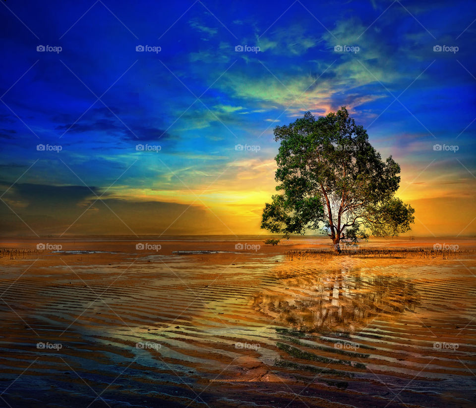 tree at tanjung beach