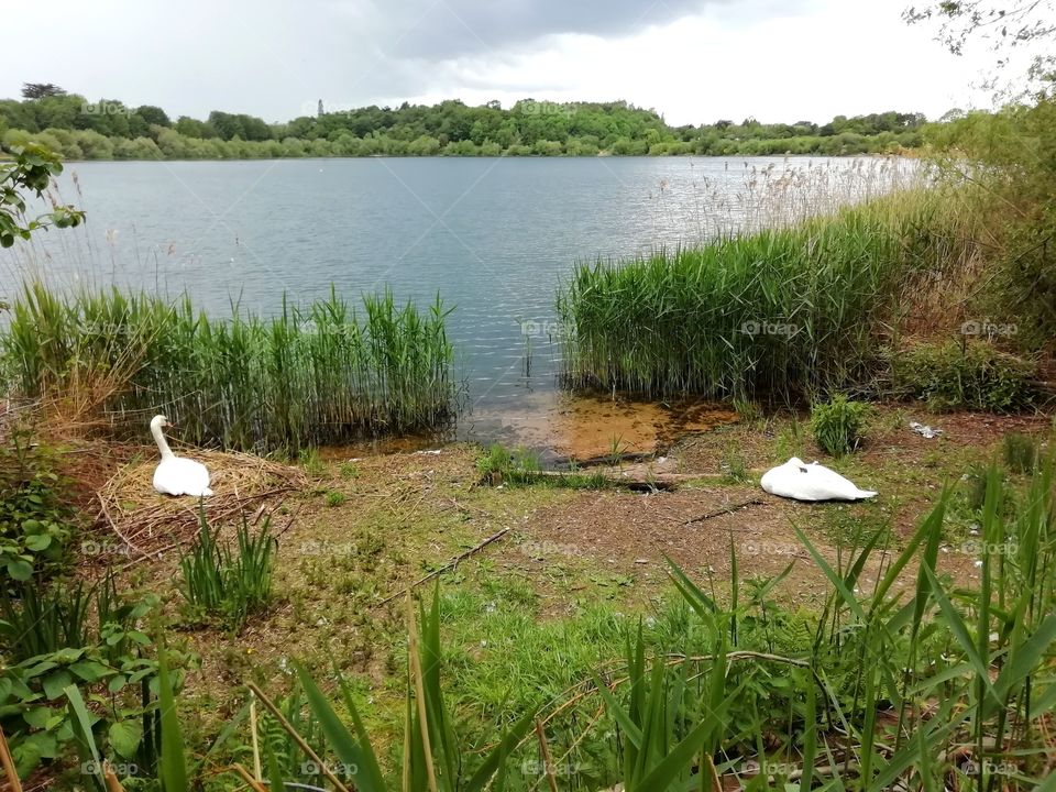 Nesting swans, Astbury Mere Cheshire