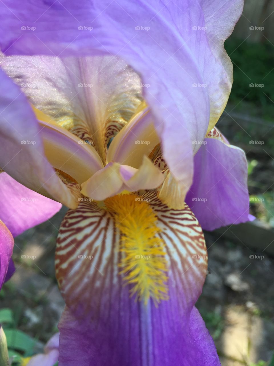 Blooming Iris
