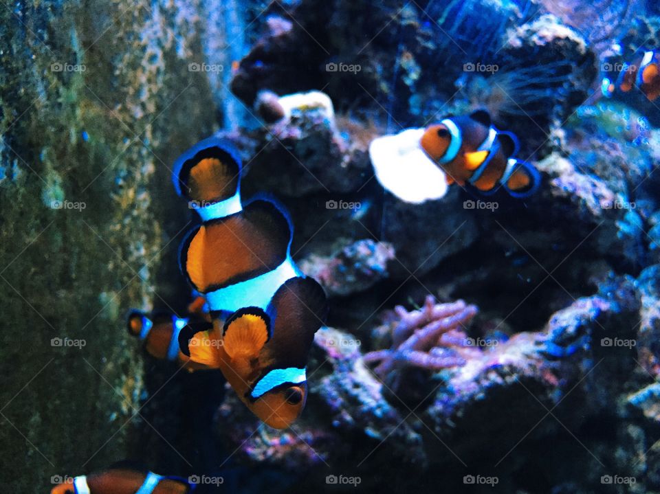 Underwater, Fish, Coral, Invertebrate, Reef