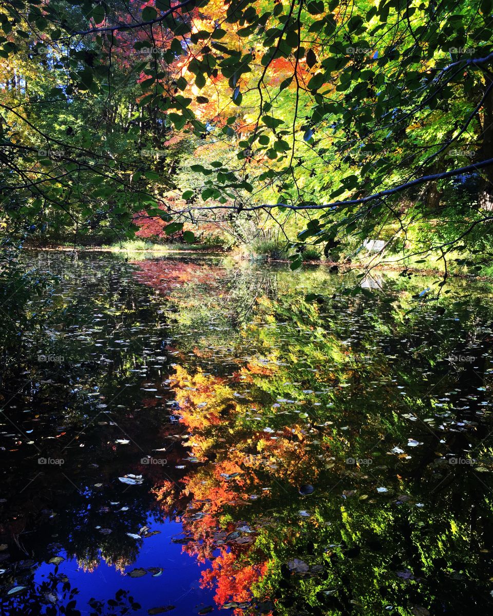 Reflections on the pond