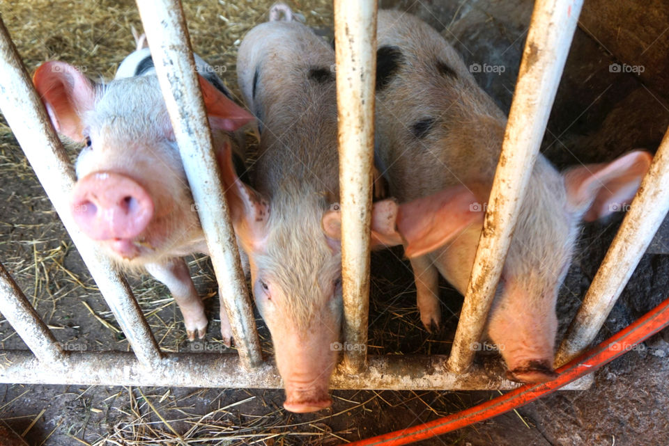 Pigs behind the bars