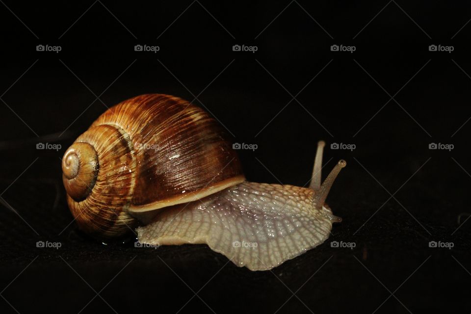 snail