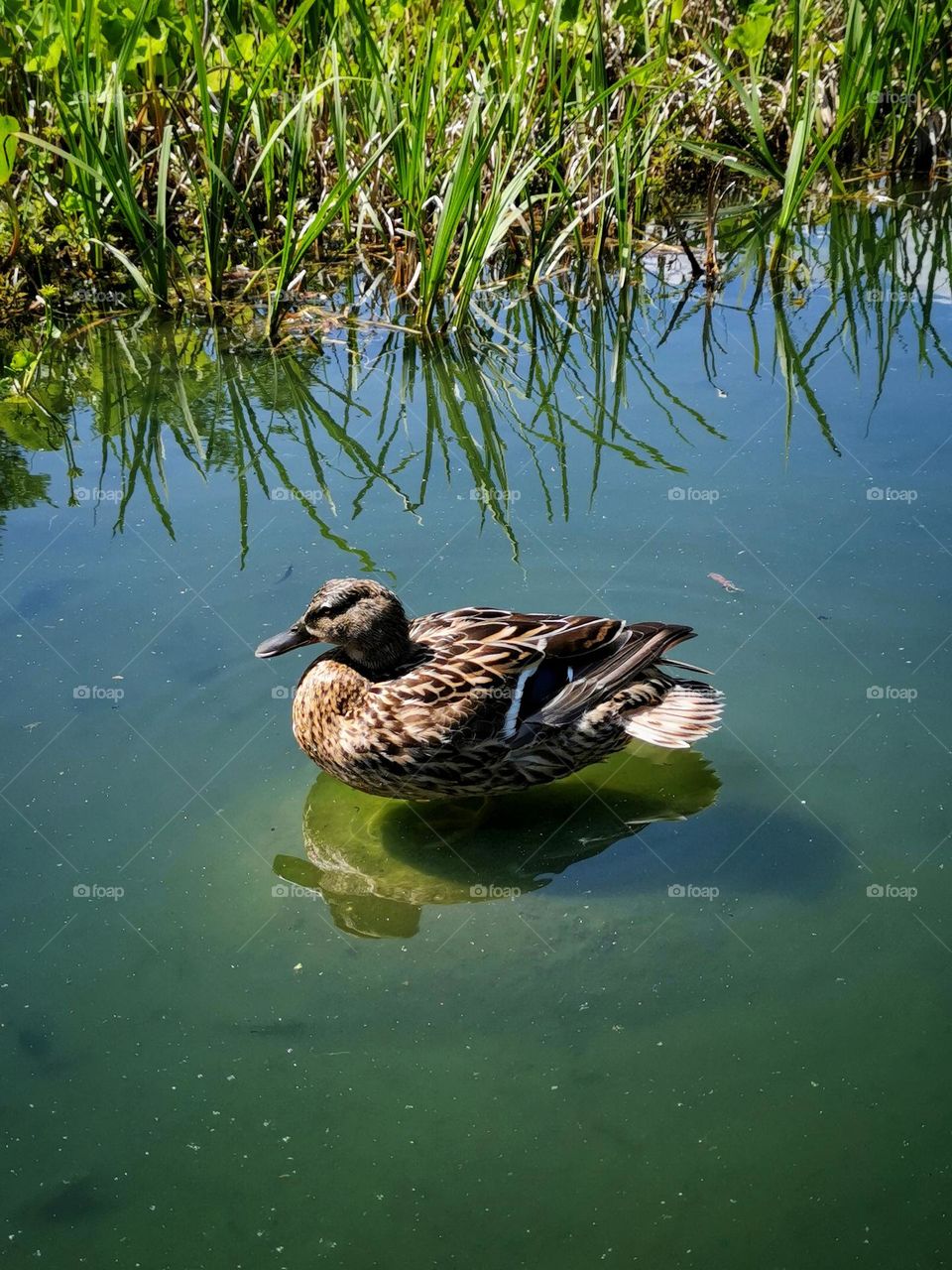 The duck in a pond. Sunny day in the park. Beautiful weather. Reflection on the water.