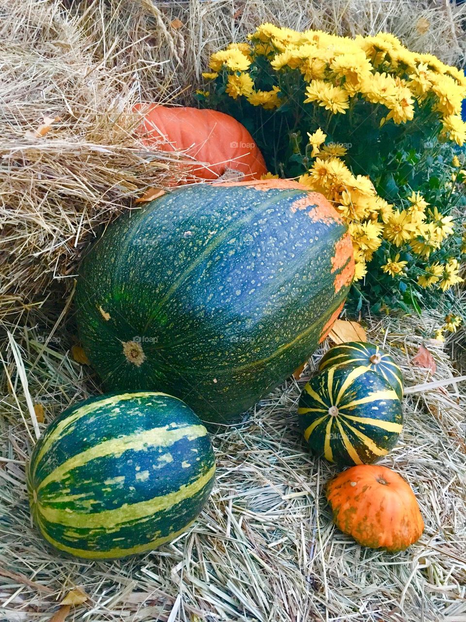 Pumpkins 