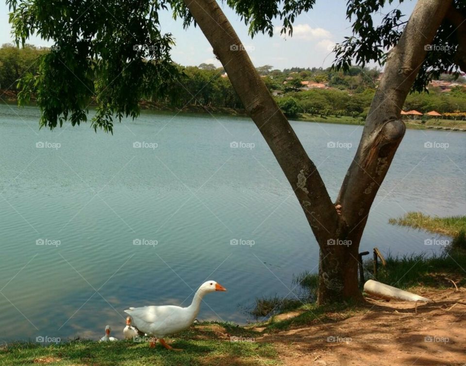 Ducks is walking in the park