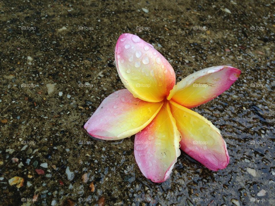 Wet flower on rainy day
