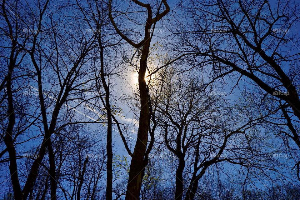 Sun behind the trees