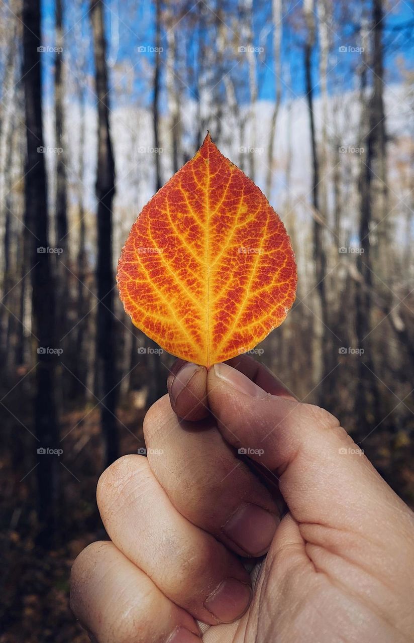 Hand holding orange and yellow leaf