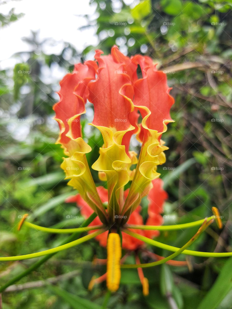 colourful amazing nature.