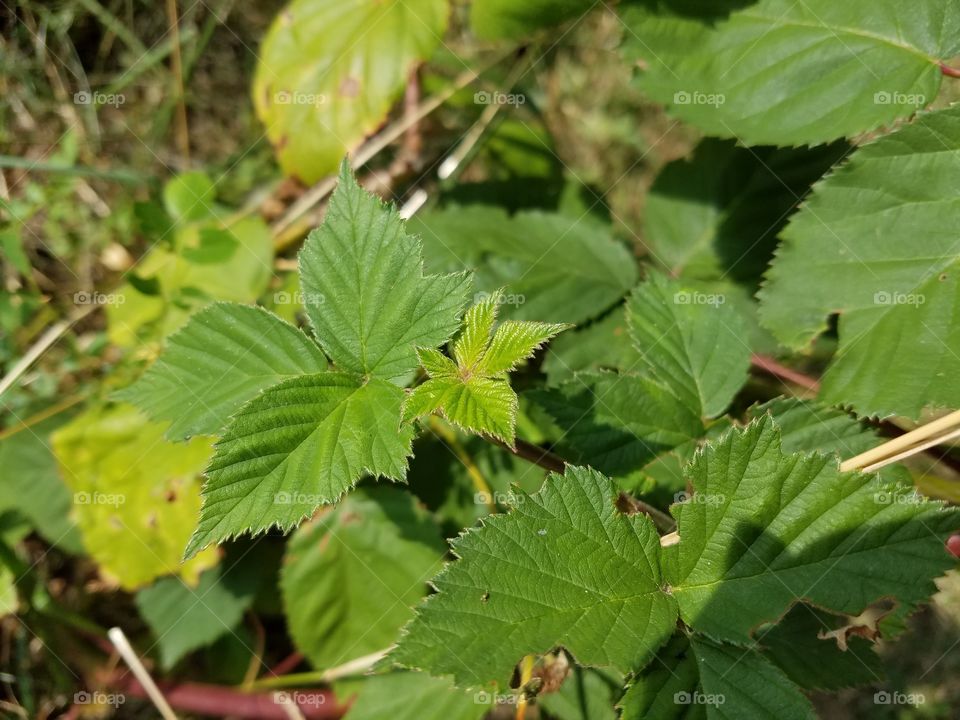 blackberry leaf in my garden