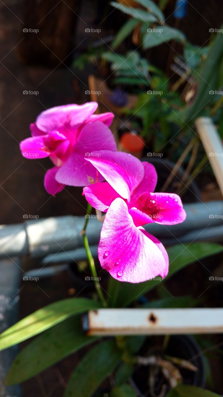 Flores de Orquídea.