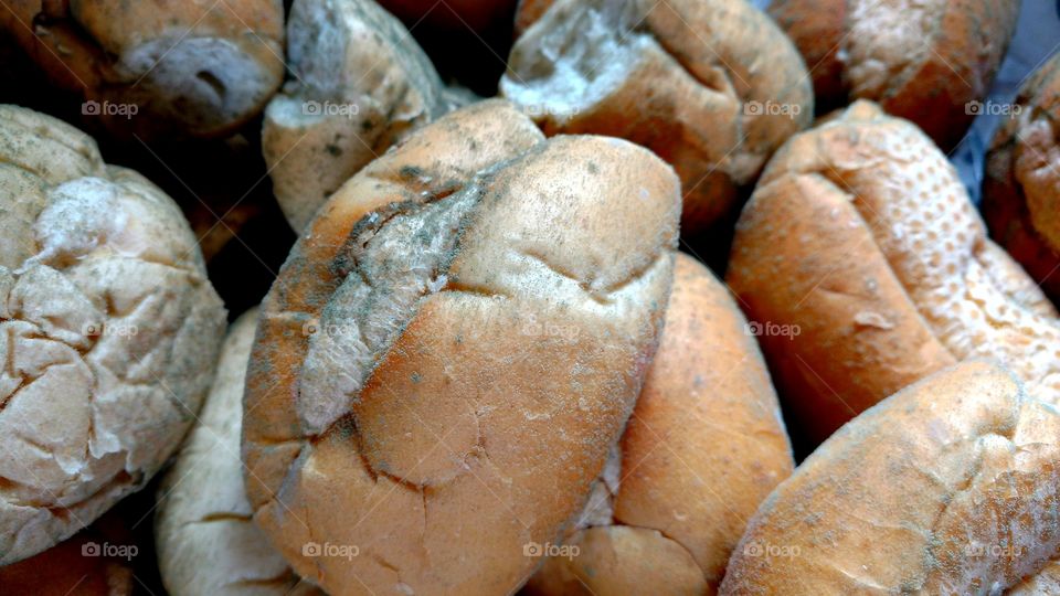 Fungos, bactérias...