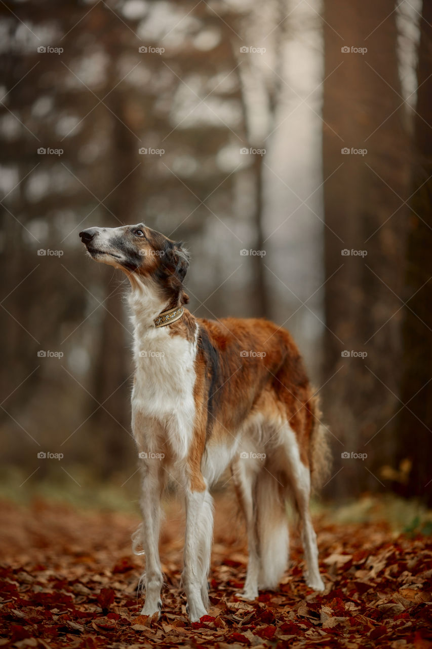 Russian borzoi dogs portrait in an autumn park
