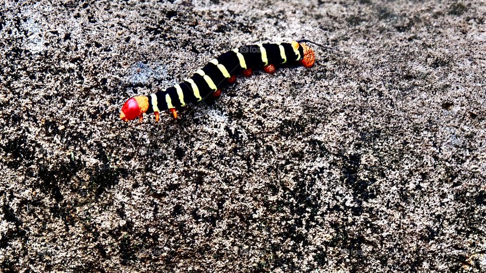 Caterpillar on the way