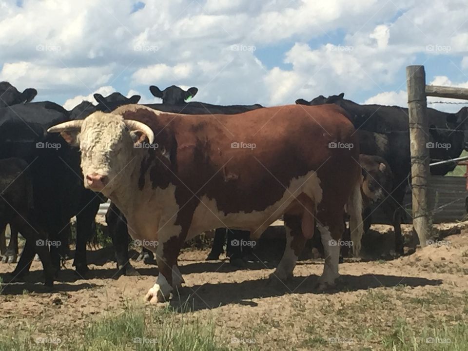 A Hereford bull standing with cows