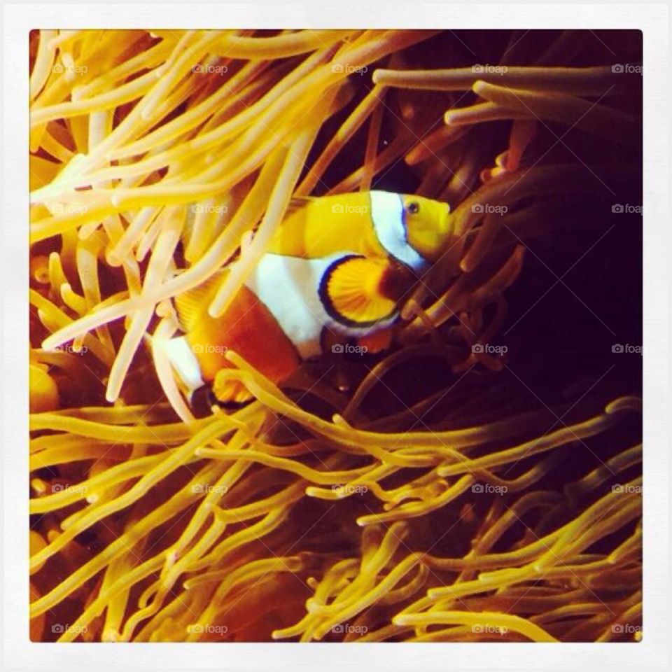 Iv Found Nemo