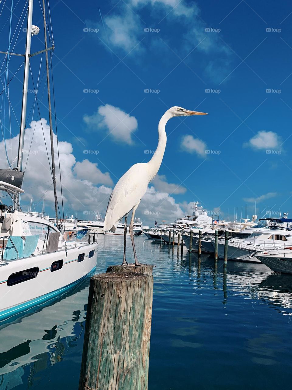 WATCHER OF THE MARINA