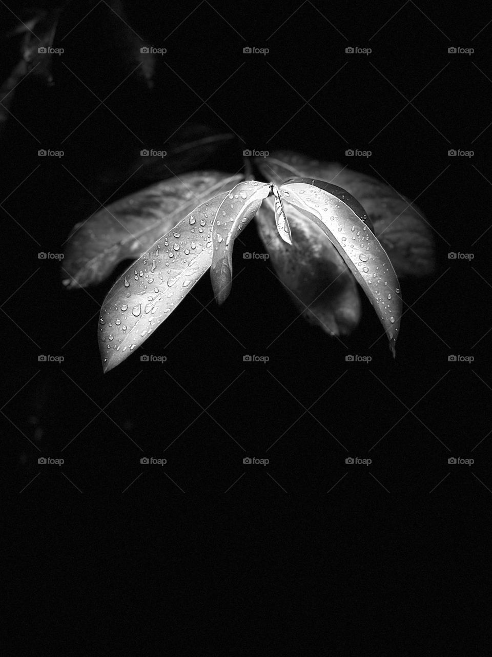 Plant leaves closed-up with raindrops on it in a rainy day with black background in monochrome style.