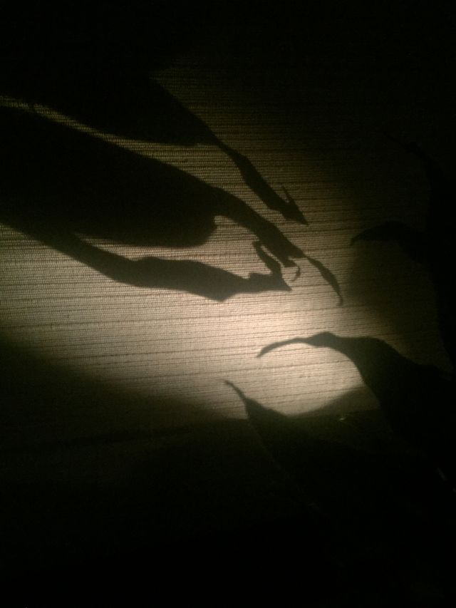Shadows on the wall 