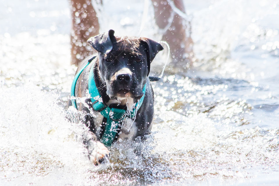 Happy playful puppy running in the water - glad hund amstaff valp leker i vattnet 