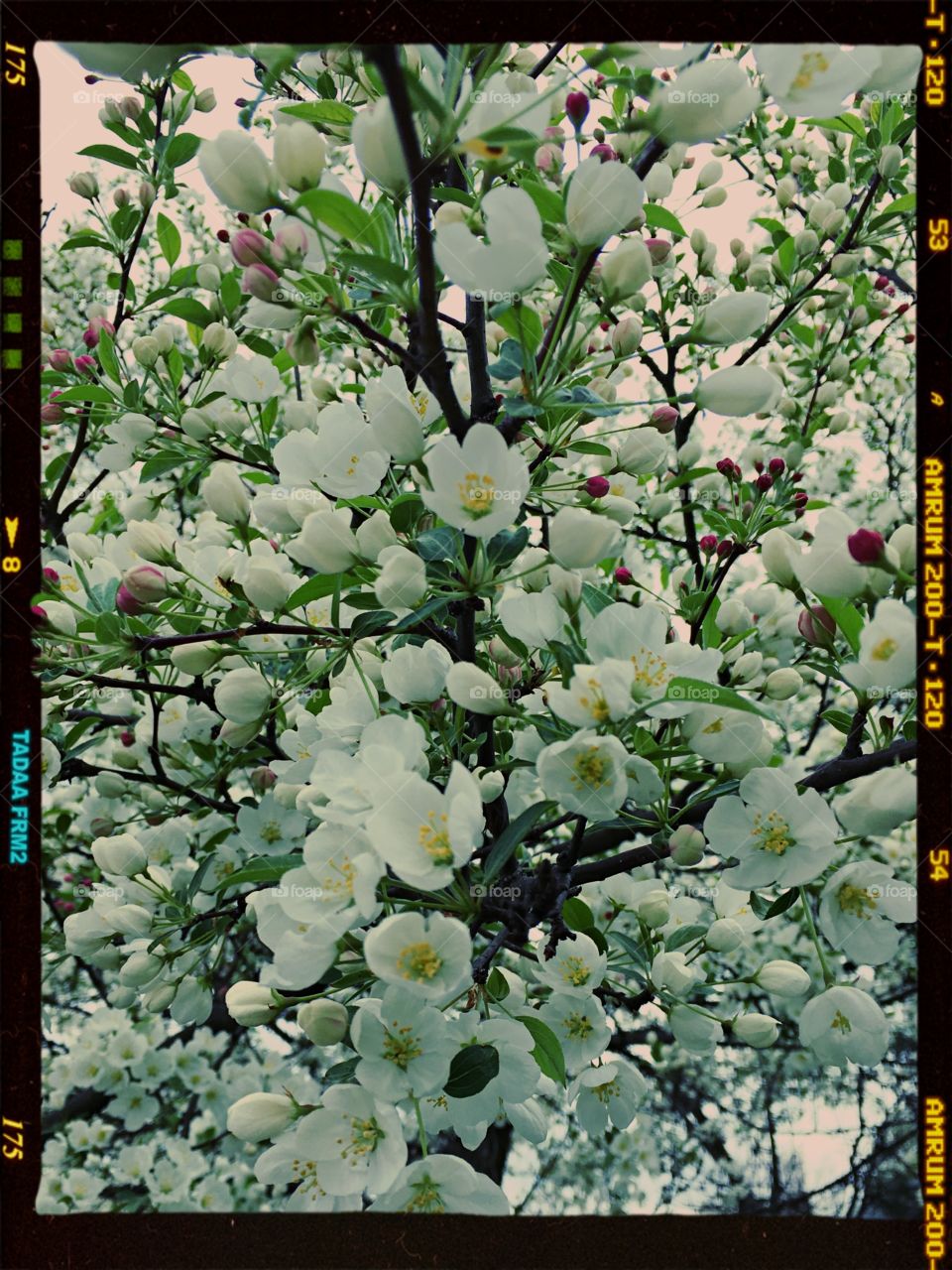Crab apple tree flower bloom in spring in Cleveland 