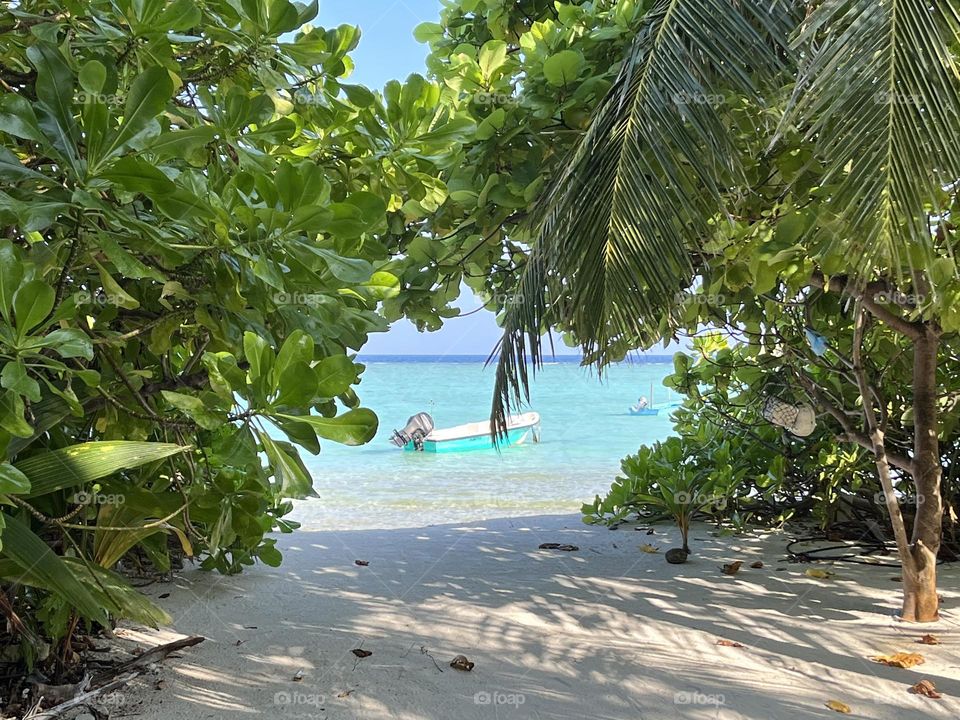 A small motorboat on the lagoon of the island of Shavignani Maroshi in the Maldives is seen between the shrubs of beach naupaka.