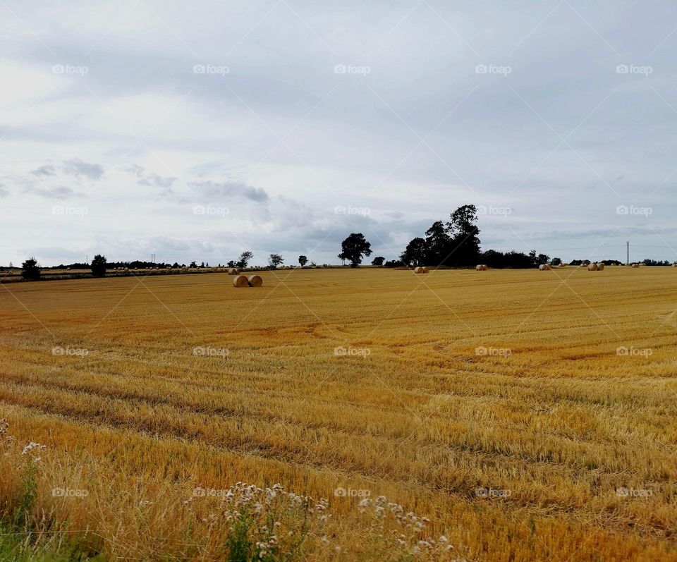 Field with hay bales