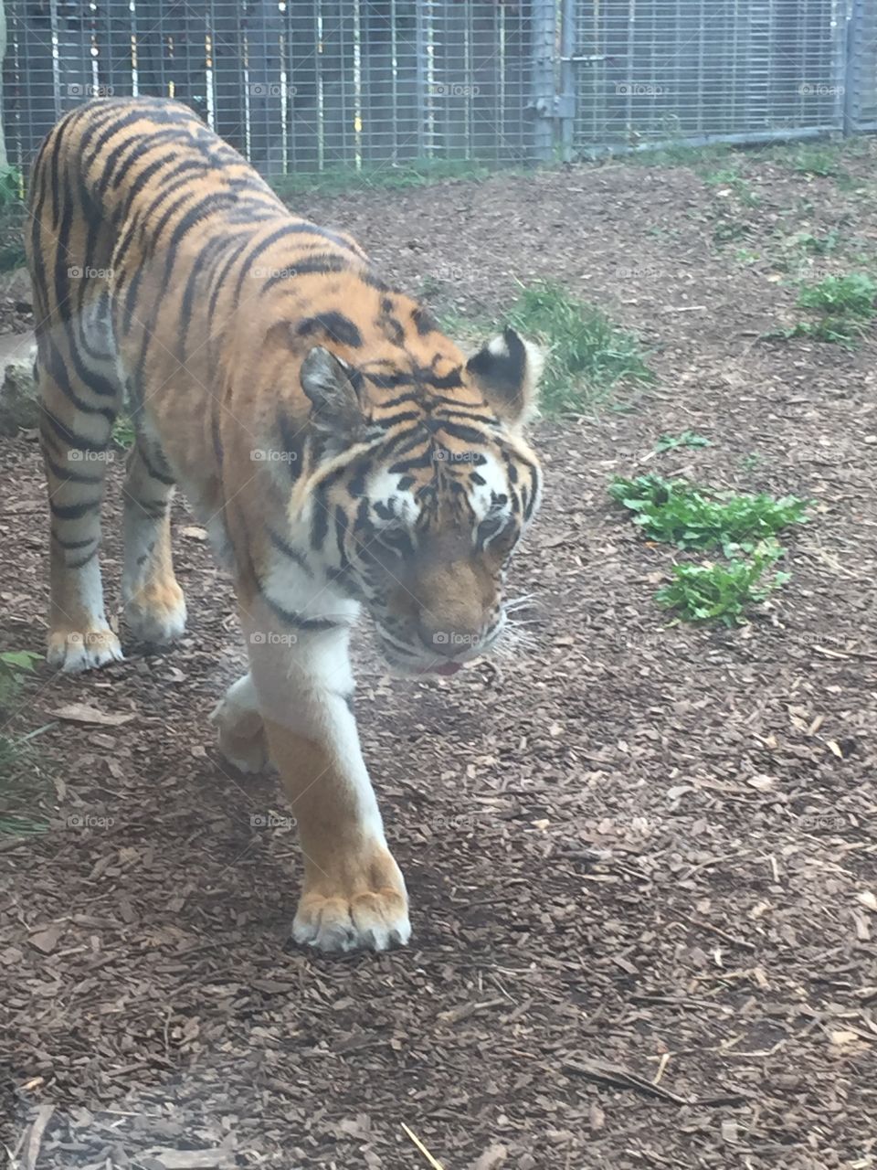Tiger sticking its tongue out