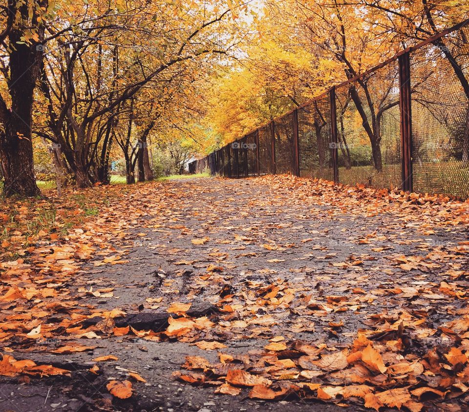 road to autumn