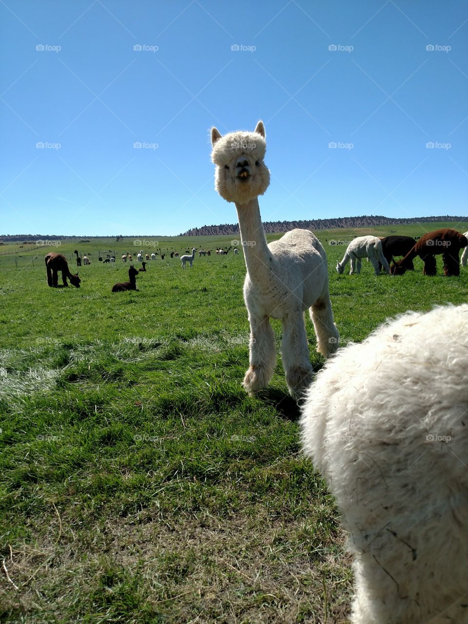 Hello from the Alpaca Farm