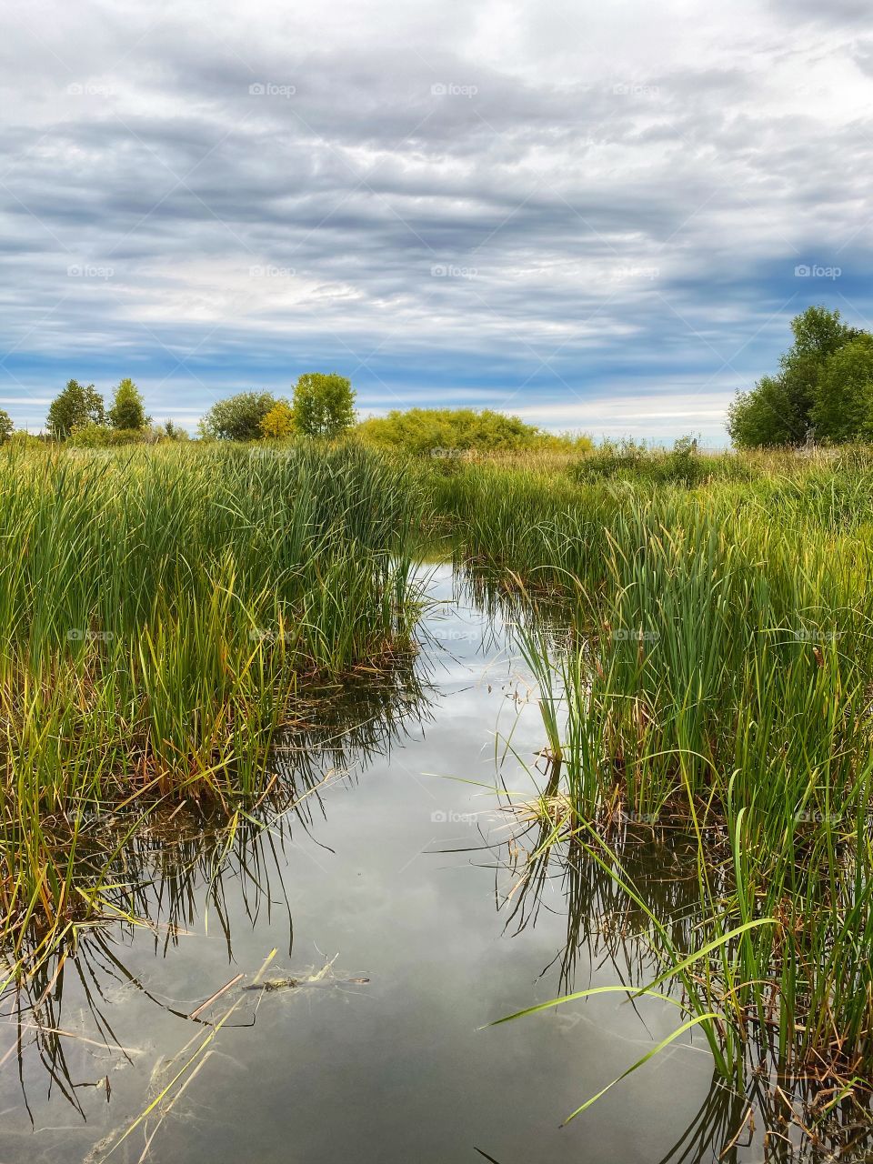 Peaceful marsh