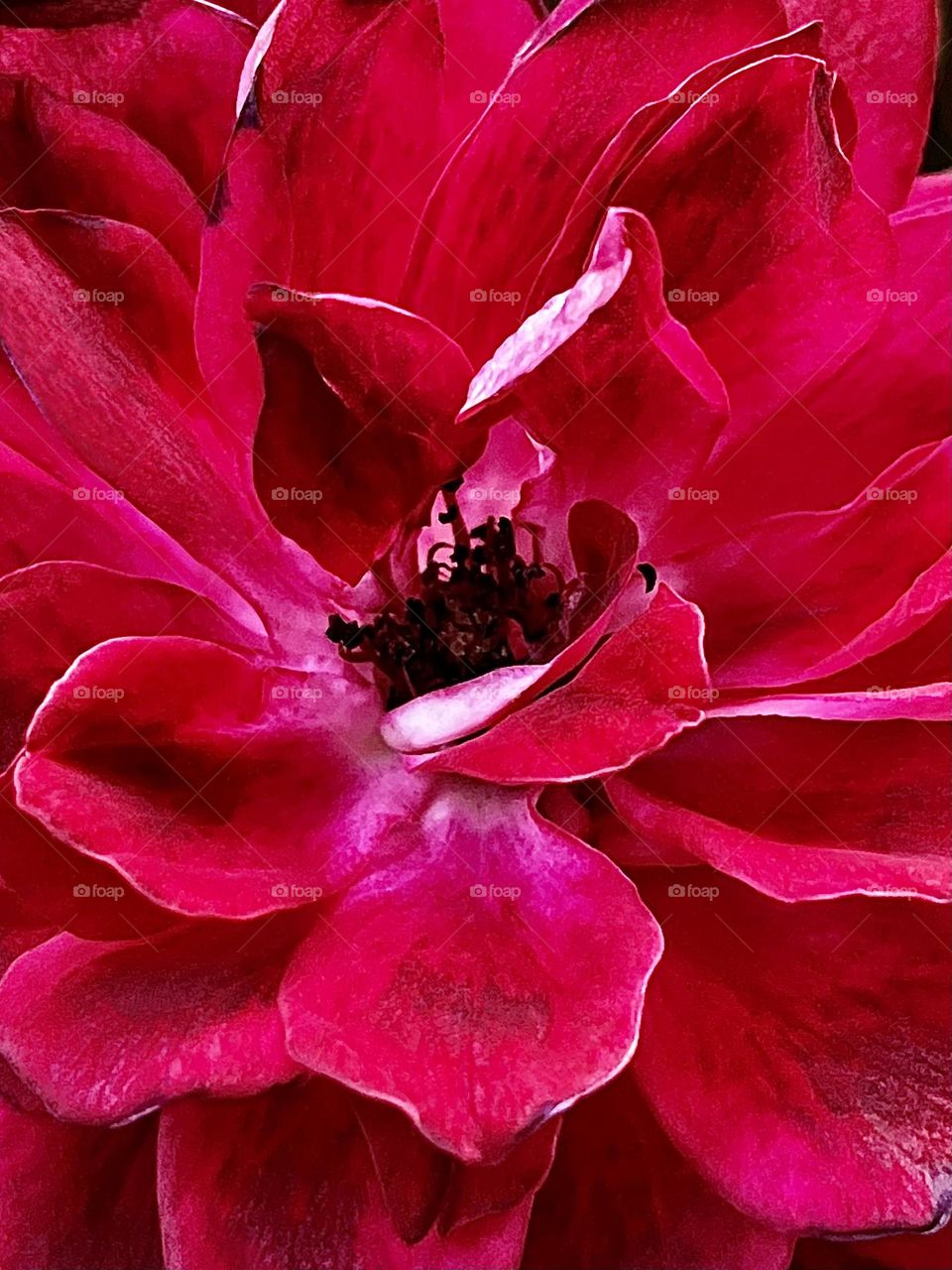 Magenta Rose closeup