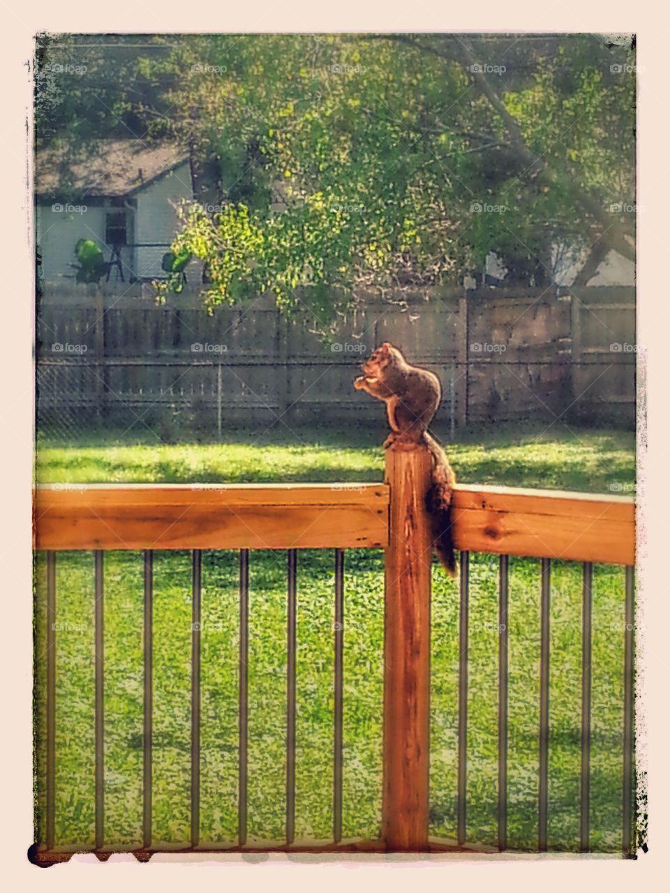 Squirrel 