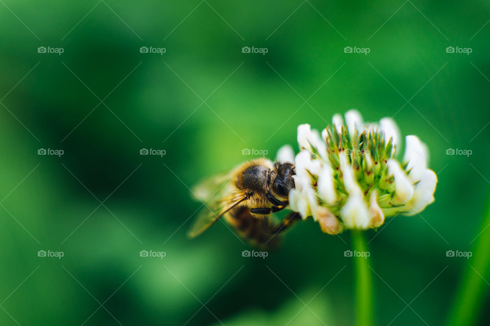 Bee on the flower macro shot