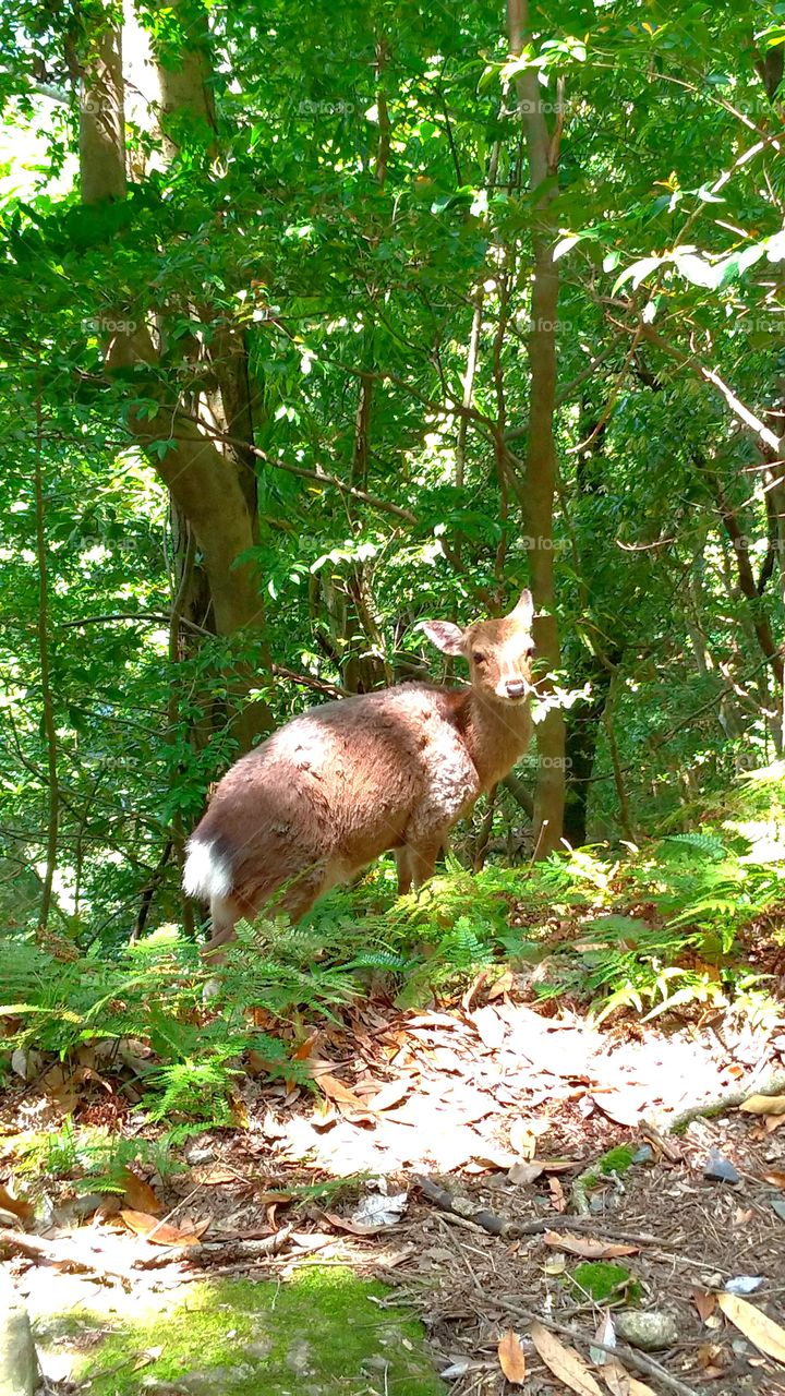 Yakushika Deer in Yakushima, Japan