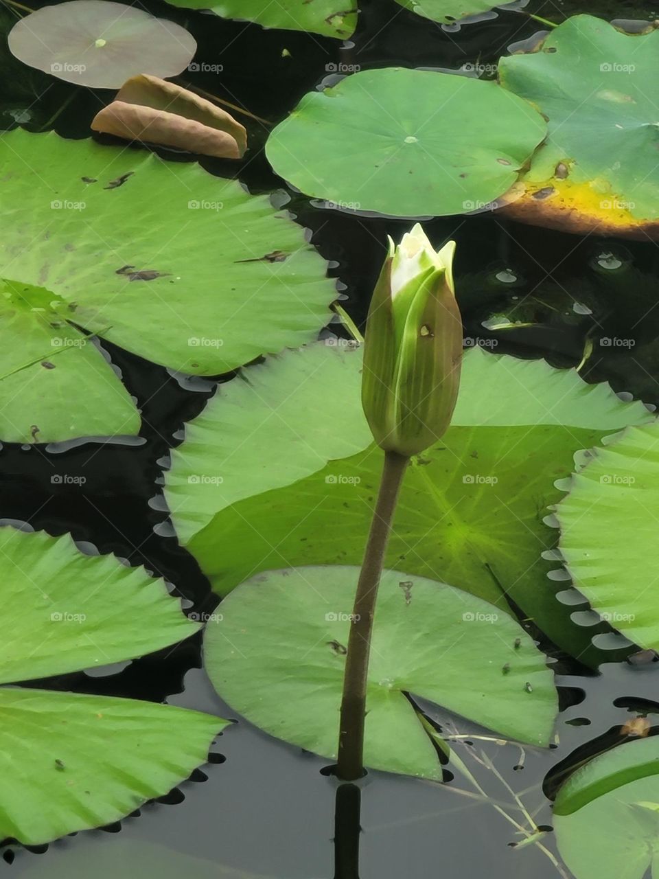 Lotus flower that haven't fully bloomed yet