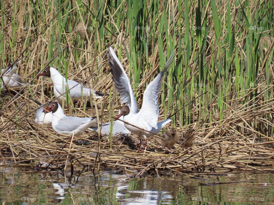 Gulls with chicks on the lake