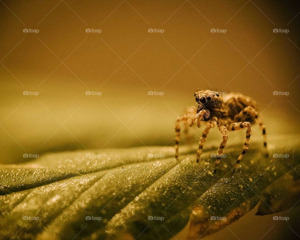 Little tiny jumping spider, under a Yellow light, over a plant leaf, macro detail shot. Beautiful arachnid