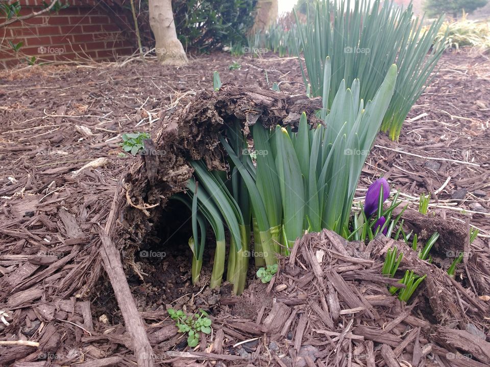 spring plants blooming up from under mulch