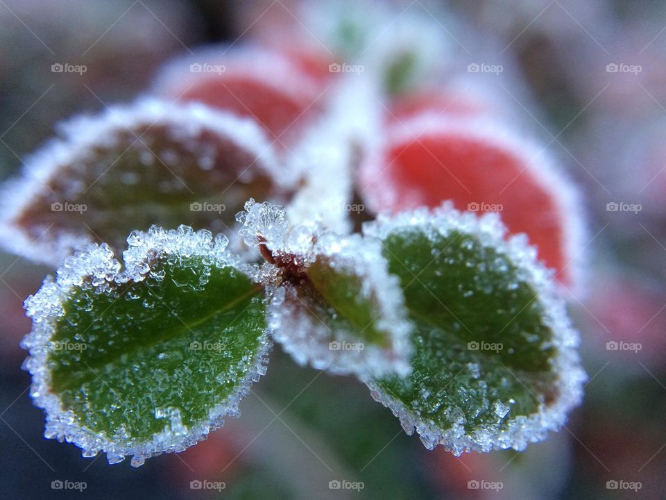 Heavy overnight frost gripping leaves on a bush in my garden 