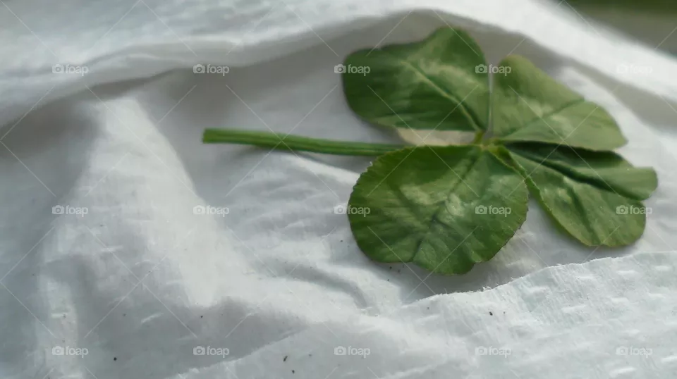 A four leaf clover 
