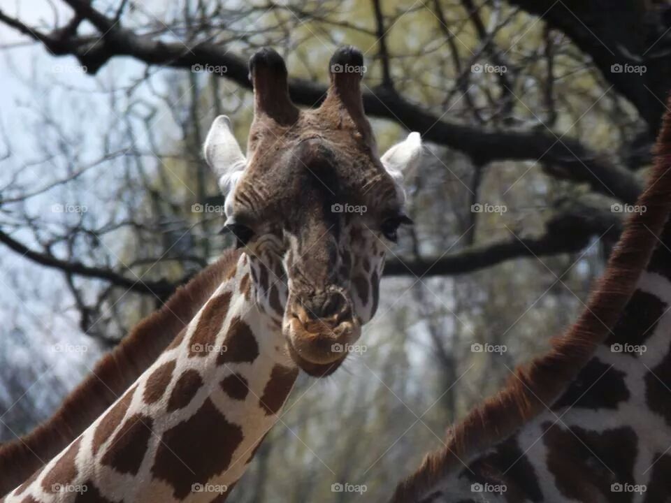 giraffe