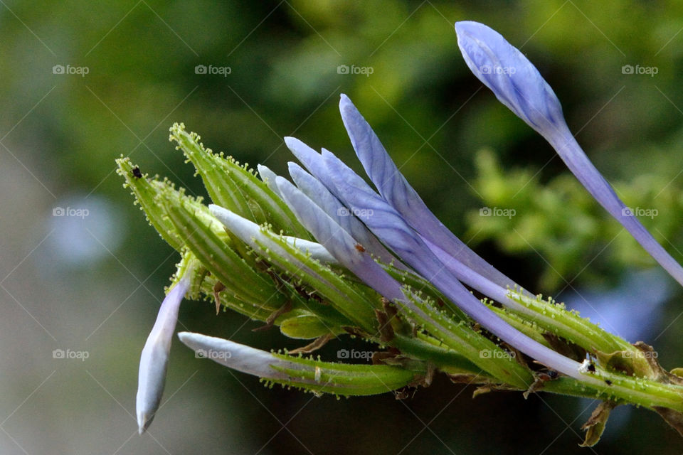 beautiful buds