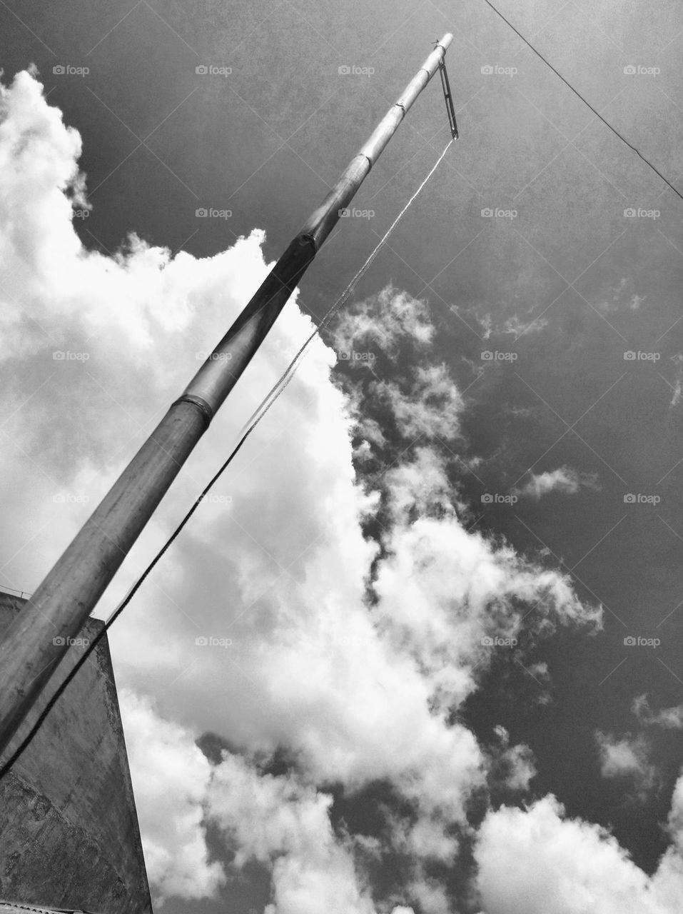 Towering bamboo to cover the bird cage