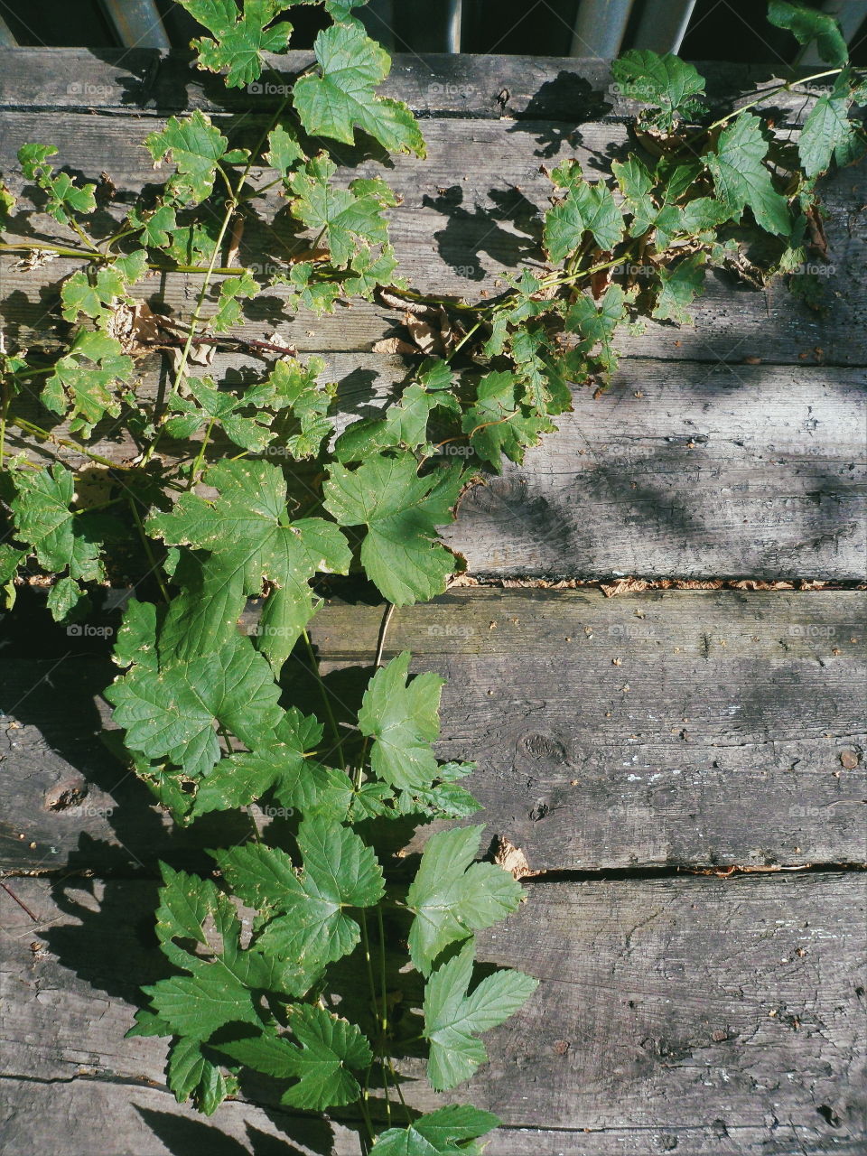 green plant on a wooden table